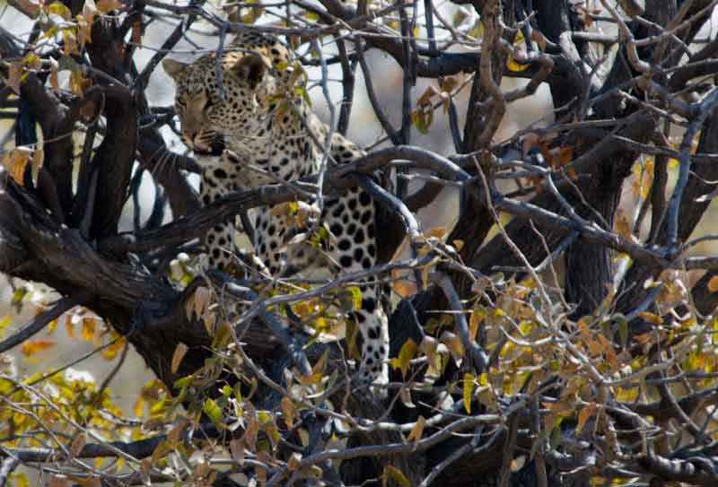Leopardo - parque nacional de Etosha - Namibia 2.jpg
